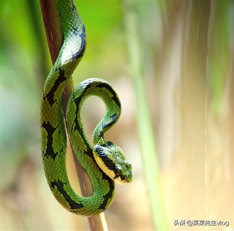 動物有靈性嗎|最有靈性的8種動物，不可殺，不可食，否則會引禍上。